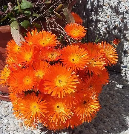 בית הארחה Casa Da Serra