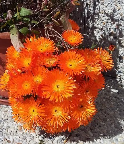 Гостевой дом Casa Da Serra